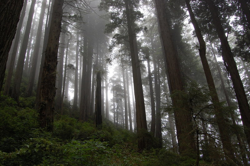 foggy forest