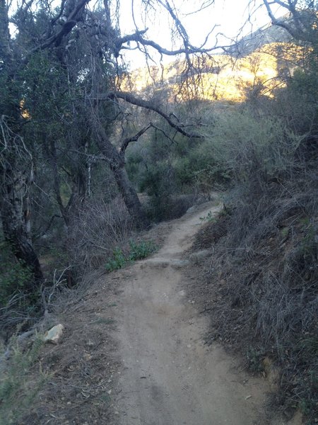 Singletrack towards the top of El Prieto Canyon.