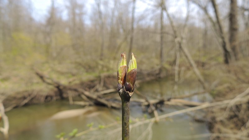 Spring bud along the Little Calumet River.