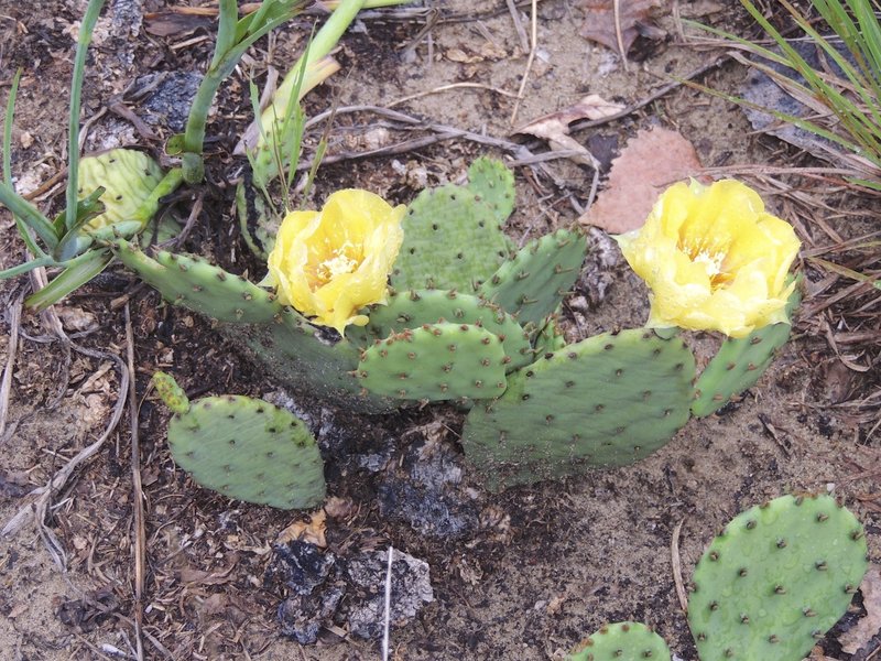 Eastern prickly pear cactus can be found on the Tolleston Dunes Trail!