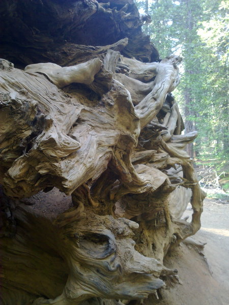 A big, dead stump along Tuolumne Grove Loop Trail.