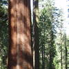 The Toulumne Grove Trail shows off the local sequoia population.