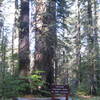 Tuolumne Grove, beautiful sequoia trees ahead!