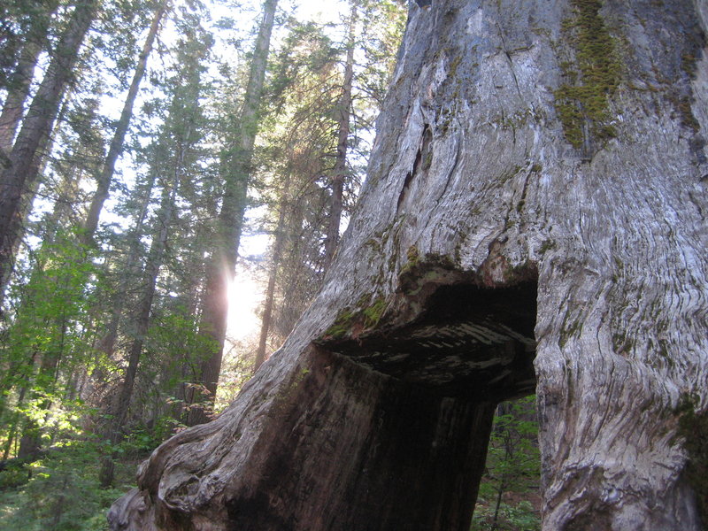 Tunnel Tree presides over its namesake trail.