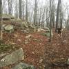 A typical granite outcrop on Green/White Trail.