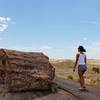 The walker in the photo puts a sense of scale on a massive piece of petrified wood.