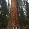 The General Sherman tree is the highlight of the General Grant Tree Trail at Kings Canyon National Park.