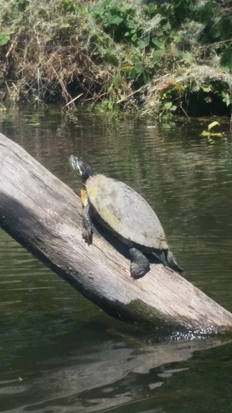 Turtle in the canal.