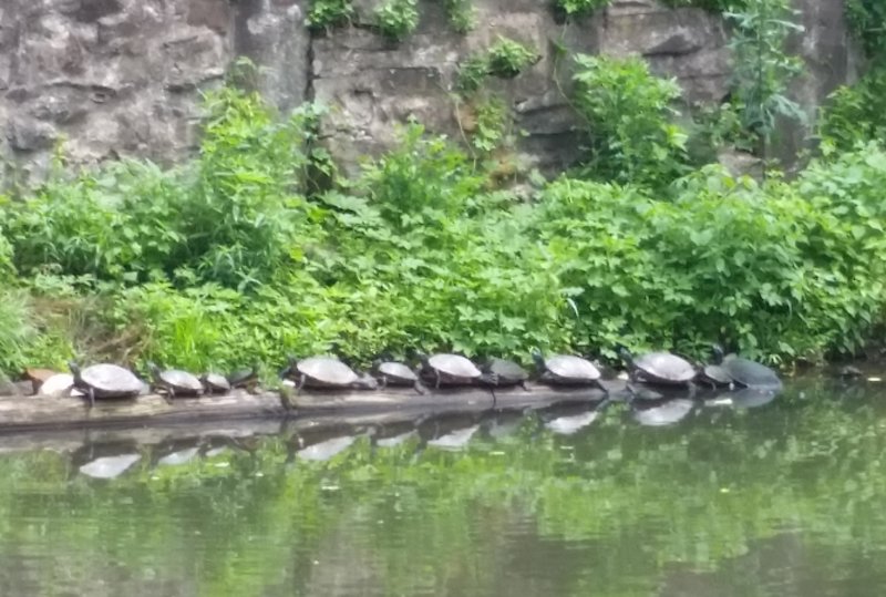 Turtles in the Canal.