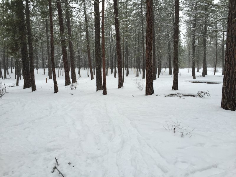 Enjoy this trail in the winter, through the trees heading away from the parking lot.