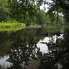 White Pines Nature Preserve
