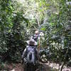 Making our way through the groves of coffee plants to Lucma Lodge.