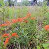 Butterfly weed and milkweed.