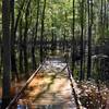 Lower boardwalk can be flooded. Check with the ranger or the website before you head out.