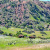 Bison roam near the Trans Catalina Trail.