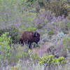 Bison sometimes frequent the Trans Catalina Trail, so keep an eye out!