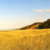 Marram grass along Lake Michigan as seen from the Cowles Bog Trail.