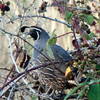 California Quail might accompany your tour of the Creek Trail.