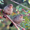 California Towhees can be seen from the Fiddleneck Trail in the right seasons.