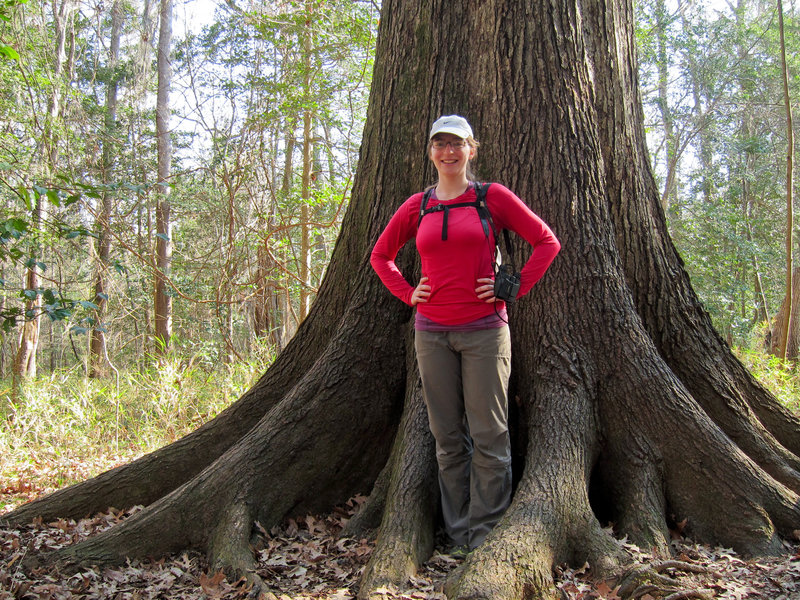 quercus pagoda