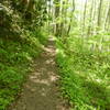 Cucumber Gap Trail - a nice trail in the woods.