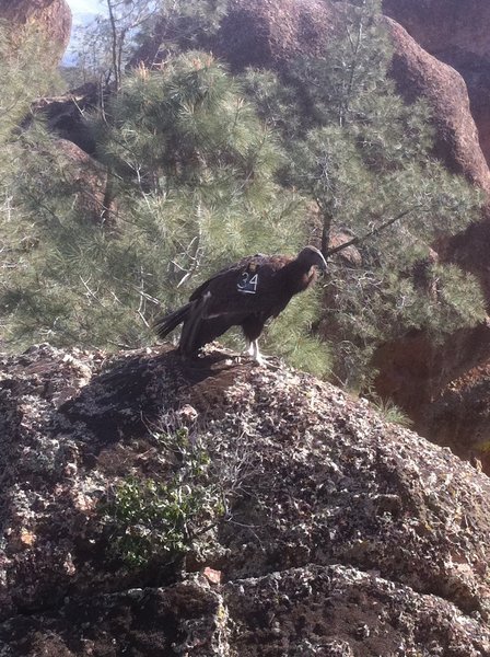 Condor perched by the trail.