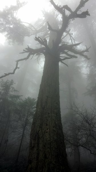 Giant tree in the fog.
