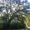 Giant live oaks with Spanish moss shade the path.