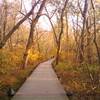 Swamp Trail - Theodore Roosevelt Island.