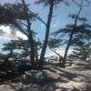 Pines on Hanging Rock