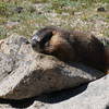 A Friendly Marmot