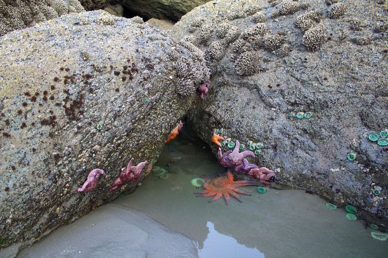 Sunflower starfish found at low tide around island just off Second Beach.