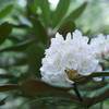 Rhododendron blooms as you hike the trail in June.