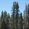 The trail tips in and out of lodgepole pine forests as it skirts the meadow.