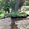 A cool tree near Cascade Creek.