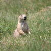 Prairie dog eating grass!