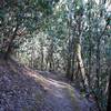 The trail is fairly narrow as it goes through a rhododendron grove.