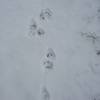 Humans aren't the only ones who use the trails.  Evidence of wildlife in the area as we walk through fresh snow.