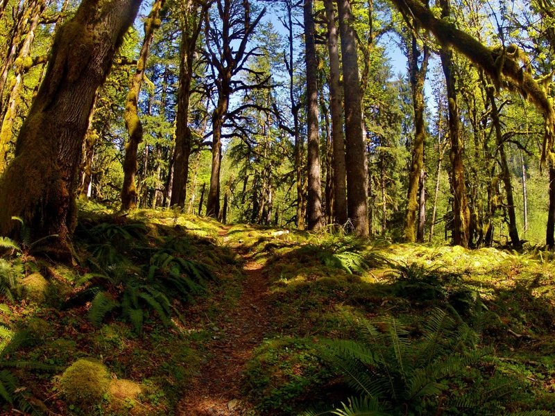 Summer on the North Fork Quinault Trail.