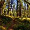 Summer on the North Fork Quinault Trail.