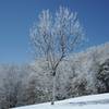 Snow covered tree along the Appalachian Trail.