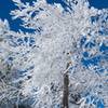 Hoarfrost covers a tree after a winter storm on the AT. It's beautiful in the winter.
