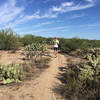 Smooth sailing through cactus on this low lying section of the path.
