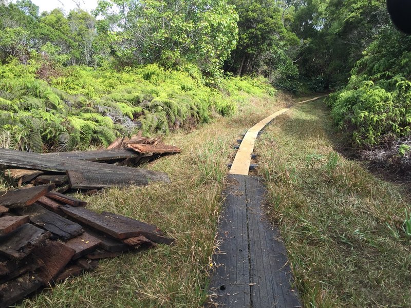 Old and new boardwalk in the swamp.