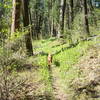 Asotin Creek Trail turns to great singletrack about two miles from the trailhead.