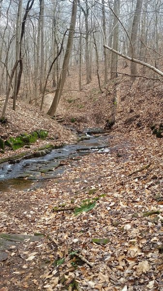 The first ravine along the Neal Thorpe Trail.