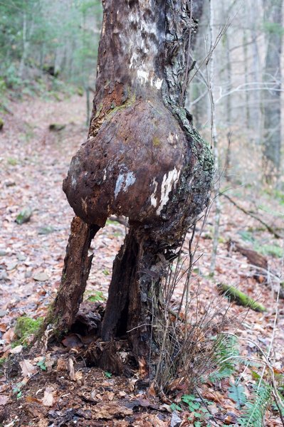 A burl on a dying tree along the trail.