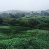 These fields are usually brown in the summer, but during the spring after the rains, it is beautiful!