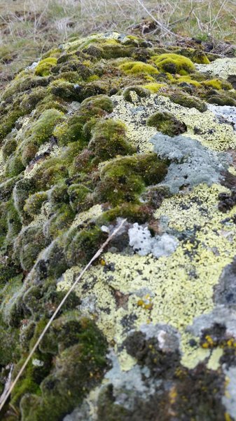 Mosses and lichens are perfect examples of high desert ecology, and can be seen on the Short Draw Trail.