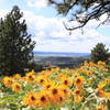 Arrowleaf Balsamroot in full bloom on Antoine Peak in early May.